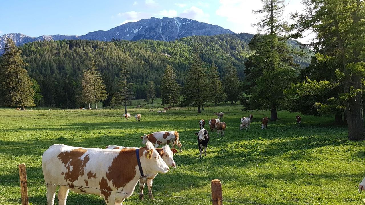 Ferienwohnungen Mamauwiese Gutenstein Esterno foto